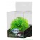 Premium Plastplante Mini 8-14 cm RP209