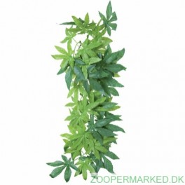 SILKEPLANTE, ABUTILON 30 cm