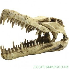 Krokodille Kranie 22x10,3x13 cm