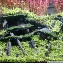  BLACK STATE ROCK 10-40 CM. 10 kilo.