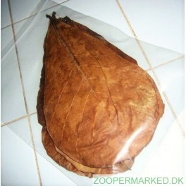 Mandelblade - Catappa - 10 stk. 