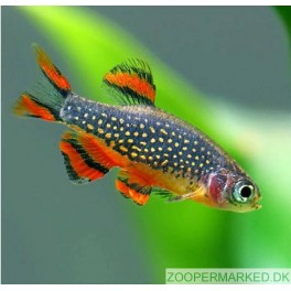 Galaxy Rasbora