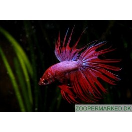 Kampfisk Crowntail