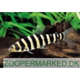 Black-Banded Leporinus Bundkigger 