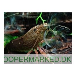 Bjergreje
