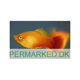 Platy Solskins