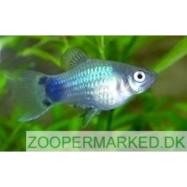 Platy Neon Bl&aring; Mickey mouse