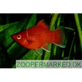 Platy R&oslash;d koral