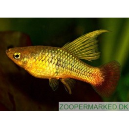 Platy Highfin mix