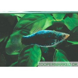 Platy Sort