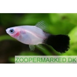 Platy Panda