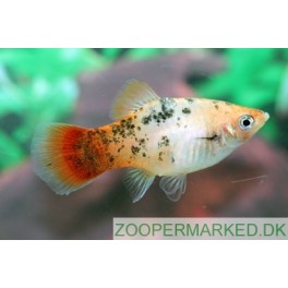 Platy koi