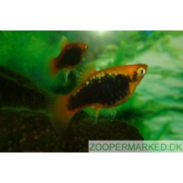 Platy neon sort gul/r&oslash;d