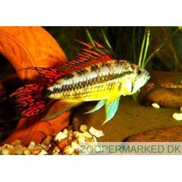 Apistogramma cacatuoides dobbelt r&oslash;d
