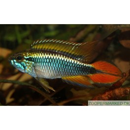 Apistogramma agassizii