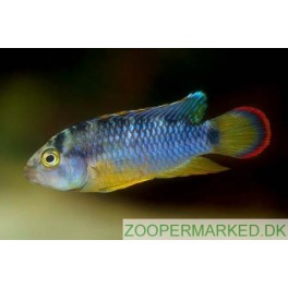 Apistogramma nijsseni
