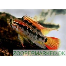 Apistogramma viejita II