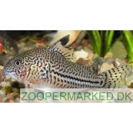 Corydoras Julii