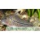 Corydoras Julii