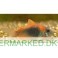 Corydoras aeneus