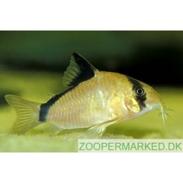 Corydoras Metae