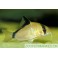 Corydoras Metae