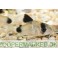 Corydoras Panda