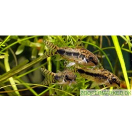 Corydoras Pygmaeus