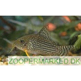 Corydoras Sterbai
