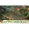 Corydoras Sterbai