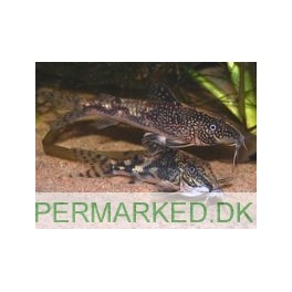 Scleromystax barbatus