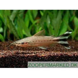 Dianema urostriata 