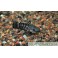 Hoplosternum thoracata