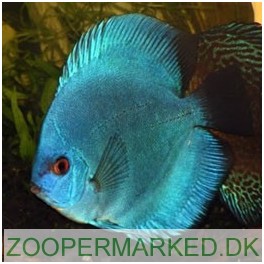 Discus Blue Diamond