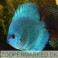 Discus Blue Diamond