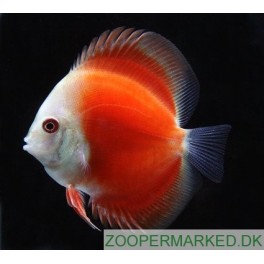 Discus Red Melon
