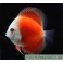 Discus Red Melon