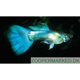 Guppy Bl&aring; Neon