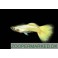 Guppy Gul