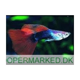 Guppy Tuxedo R&oslash;d
