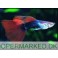 Guppy Tuxedo Rød
