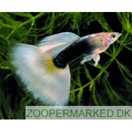 Guppy Tuxedo Gul