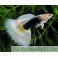 Guppy Tuxedo Gul