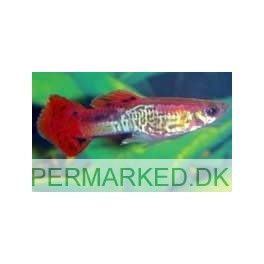 Guppy Slangeskin R&oslash;d