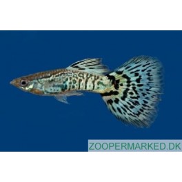 Guppy Slangeskin Bl&aring;