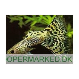 Guppy Slangeskin Gr&oslash;n