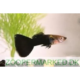 Guppy Sort