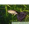 Guppy Slangeskin Sort