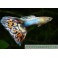 Guppy Tuxedo Blue Neon Multicolor 