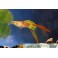 Guppy Calico Lyre Tail